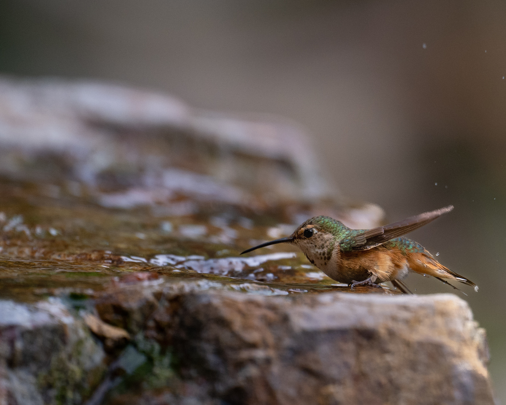 Female allen's hummingbird bathing