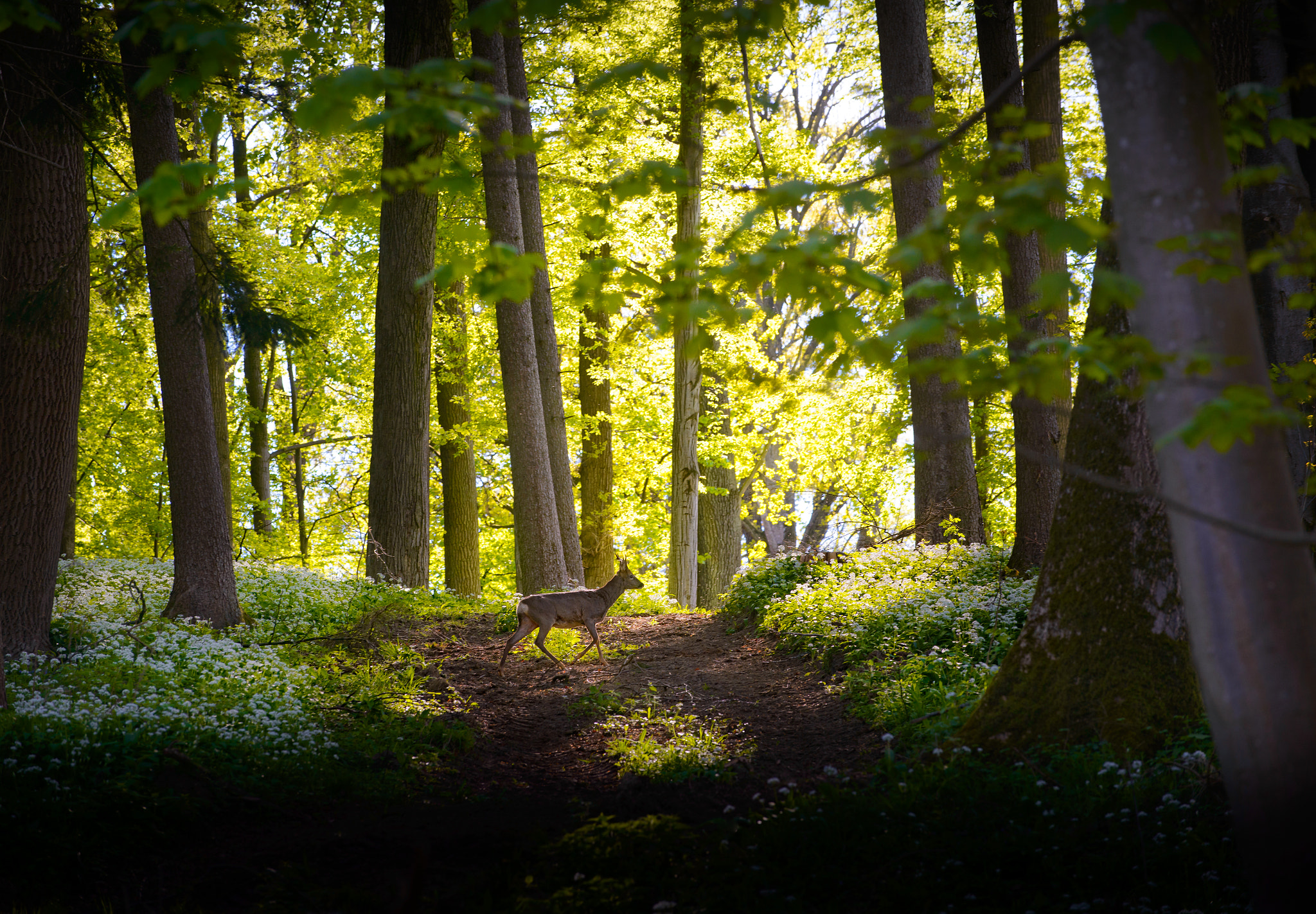 Deer in the spring forest