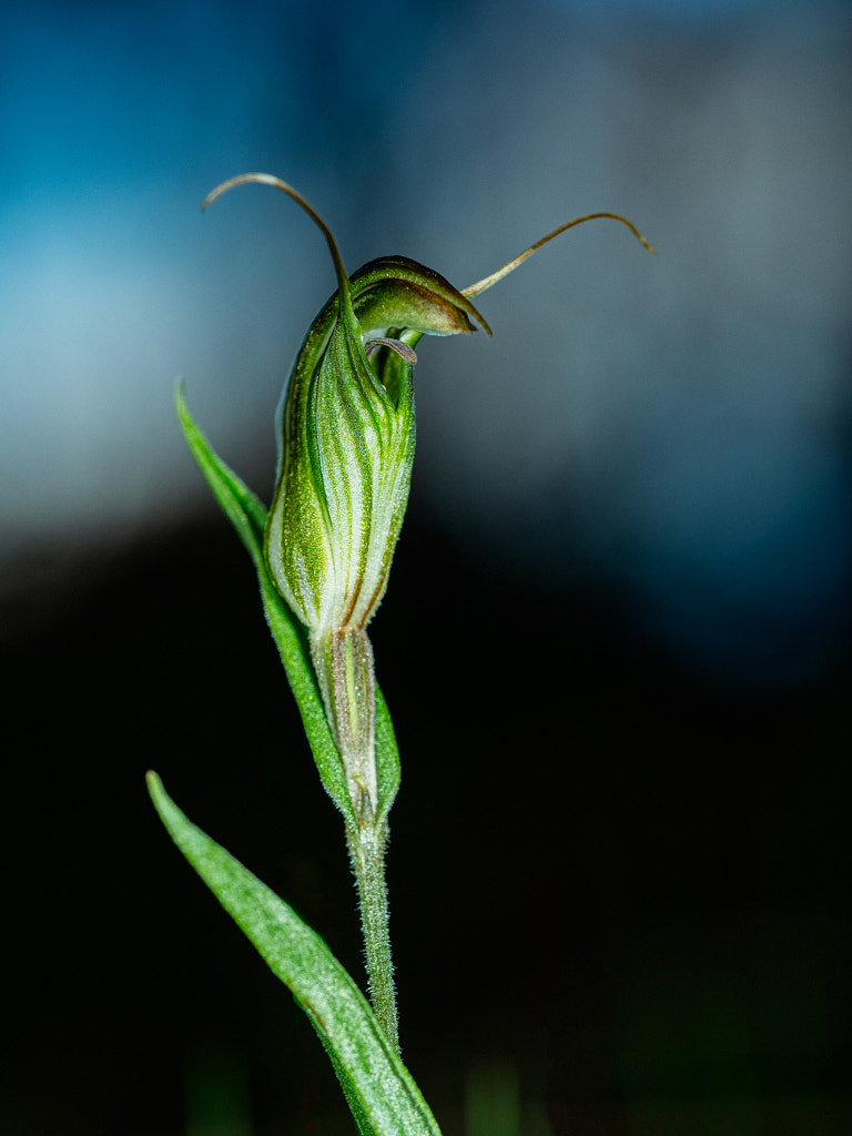 Green-veined Shell Orchid by Paul Amyes on 500px.com