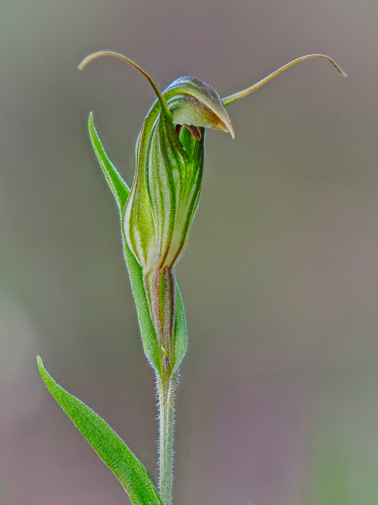 Green-veined Shell Orchid by Paul Amyes on 500px.com