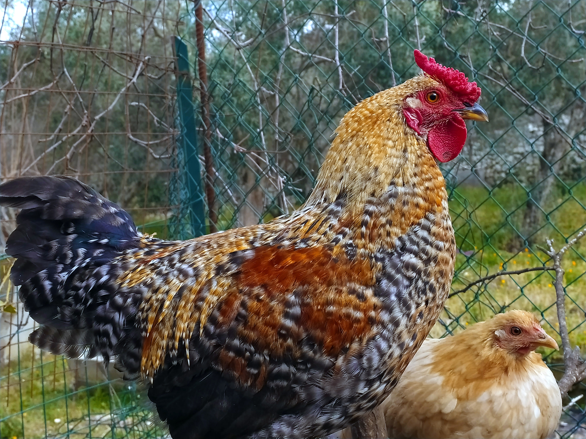 chickens raised in organic farming...rooster in farmer...young cockerel with pea crest.