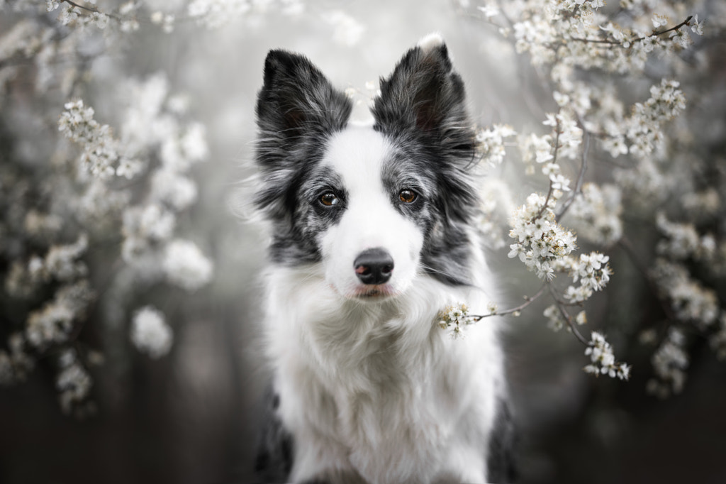 Border Collie in spring scenery by Iza ?yso? on 500px.com
