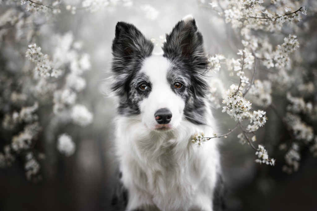 Border Collie in spring scenery by Iza ?yso?  on 500px.com