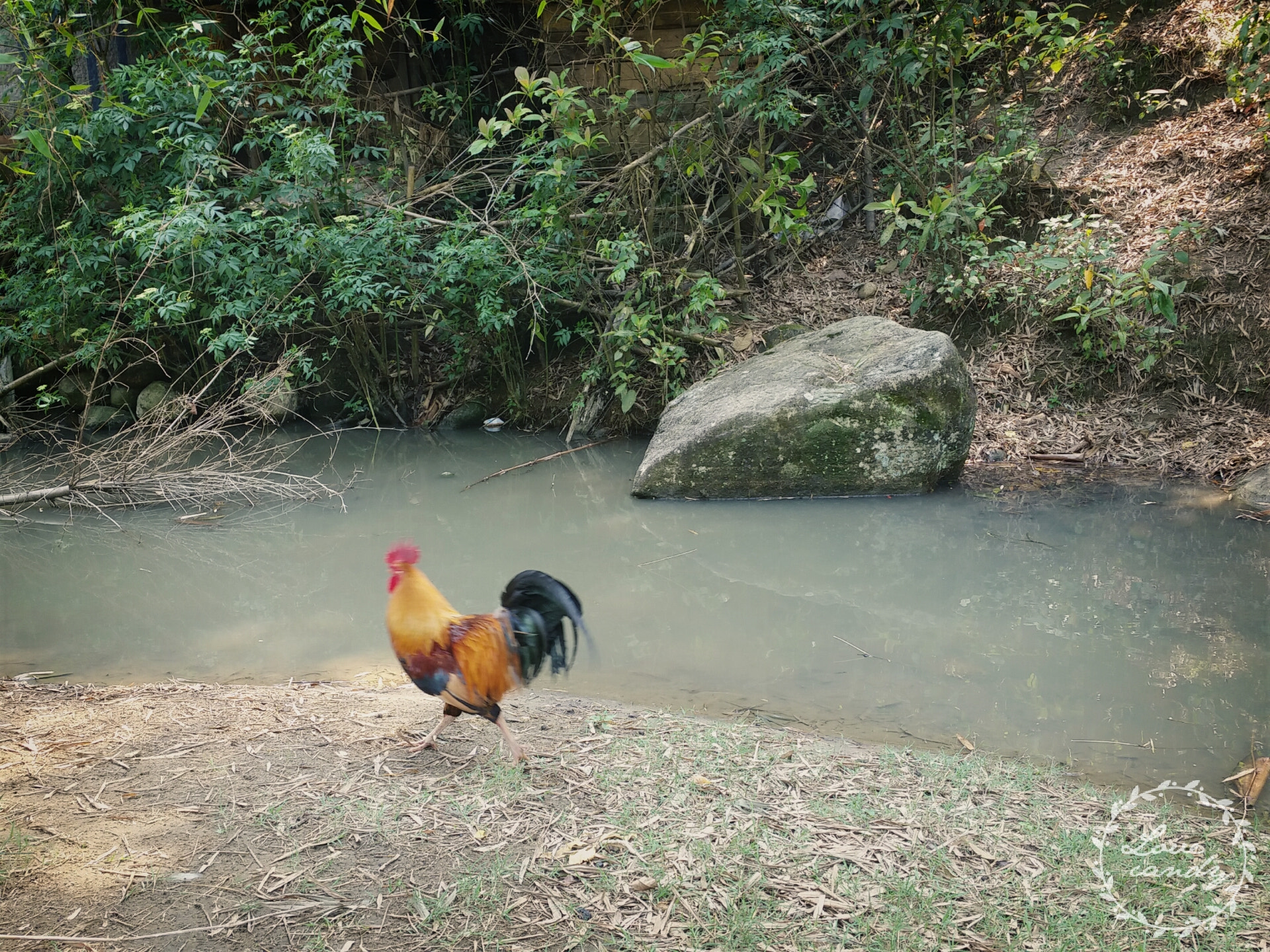 Rooster