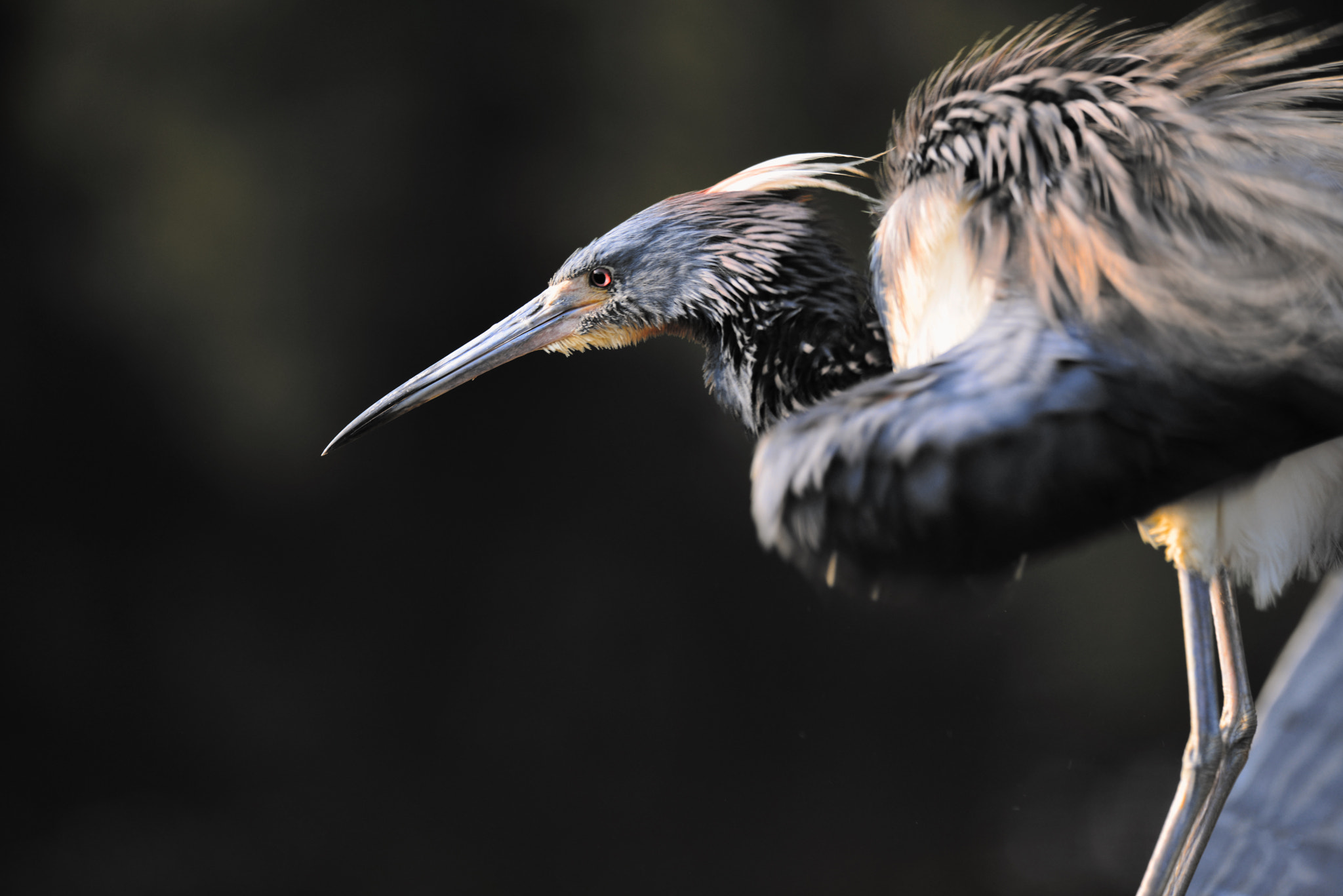 Tricolored Heron emerging from deep shadow, photograph by Finley Delouche