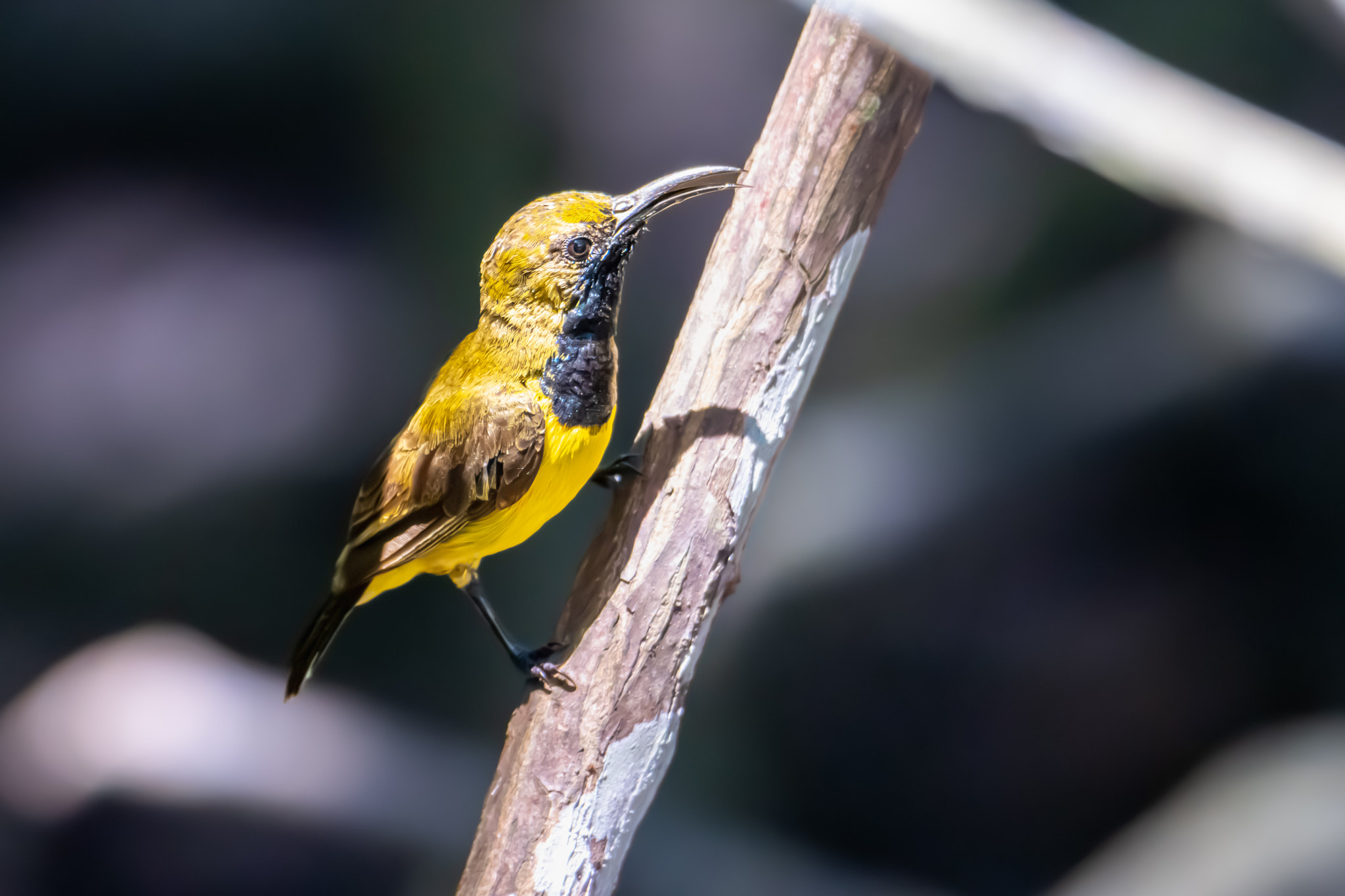 Close-up of olive-backed sunbird perching on branch by Erik Ding / 500px