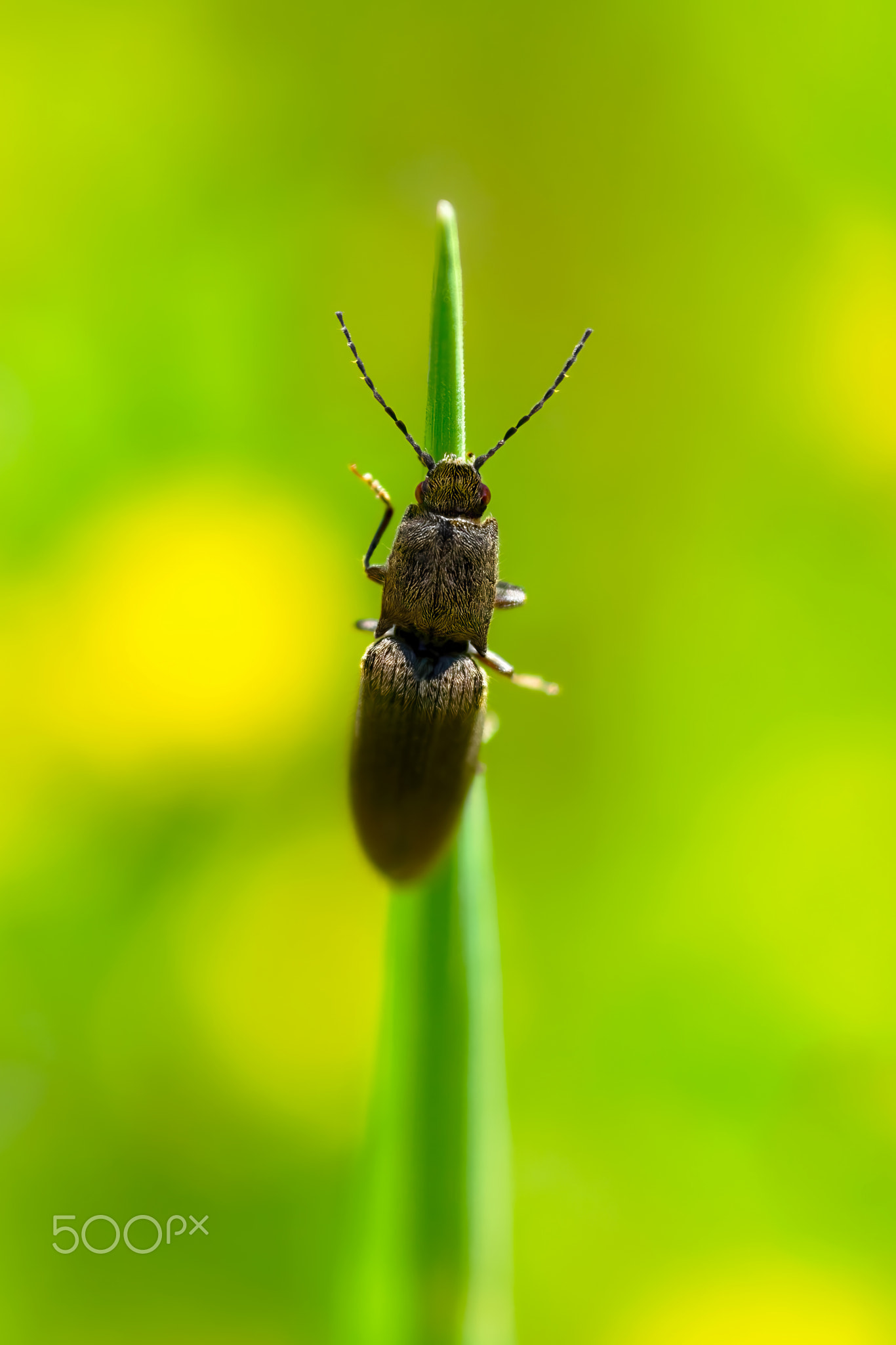 A Click Beetle (Elateridae )