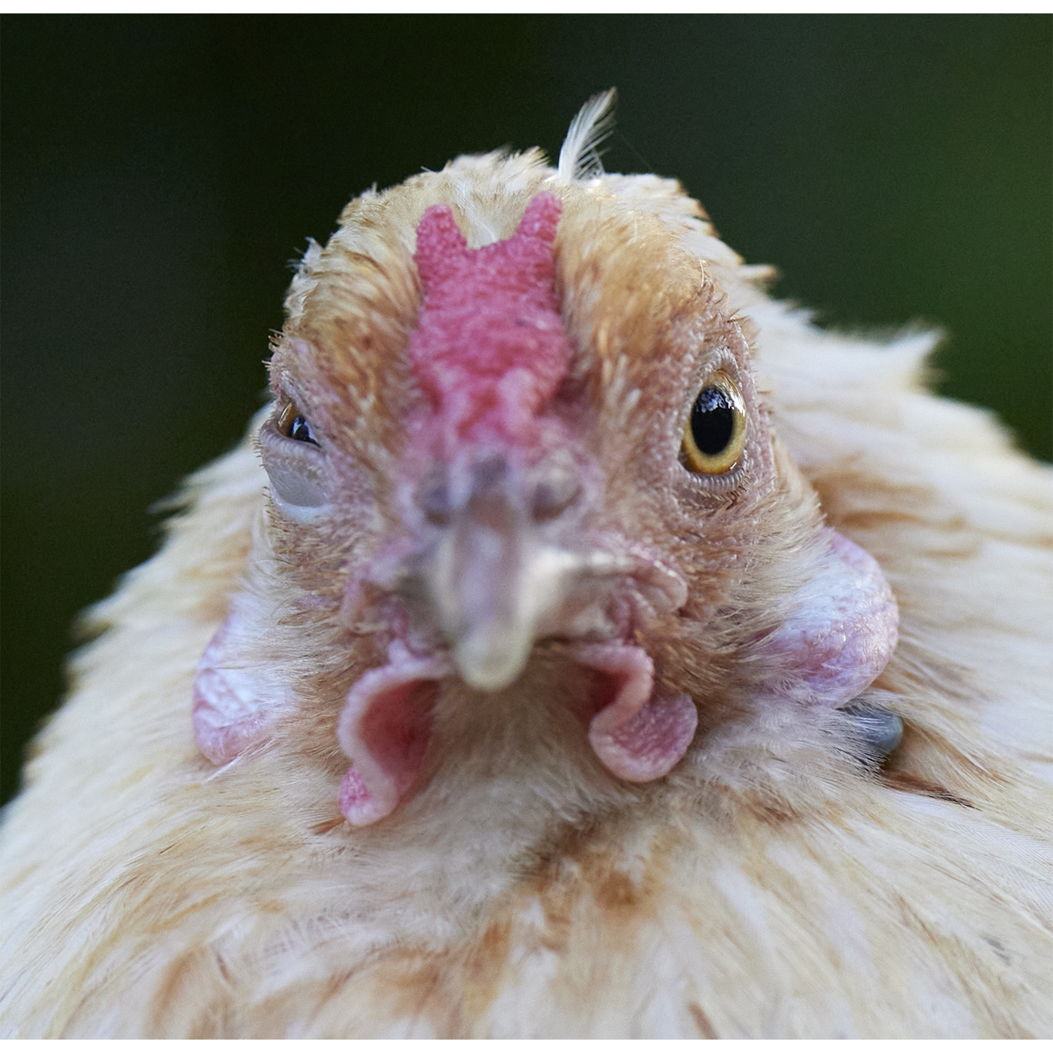 I put a spell on you