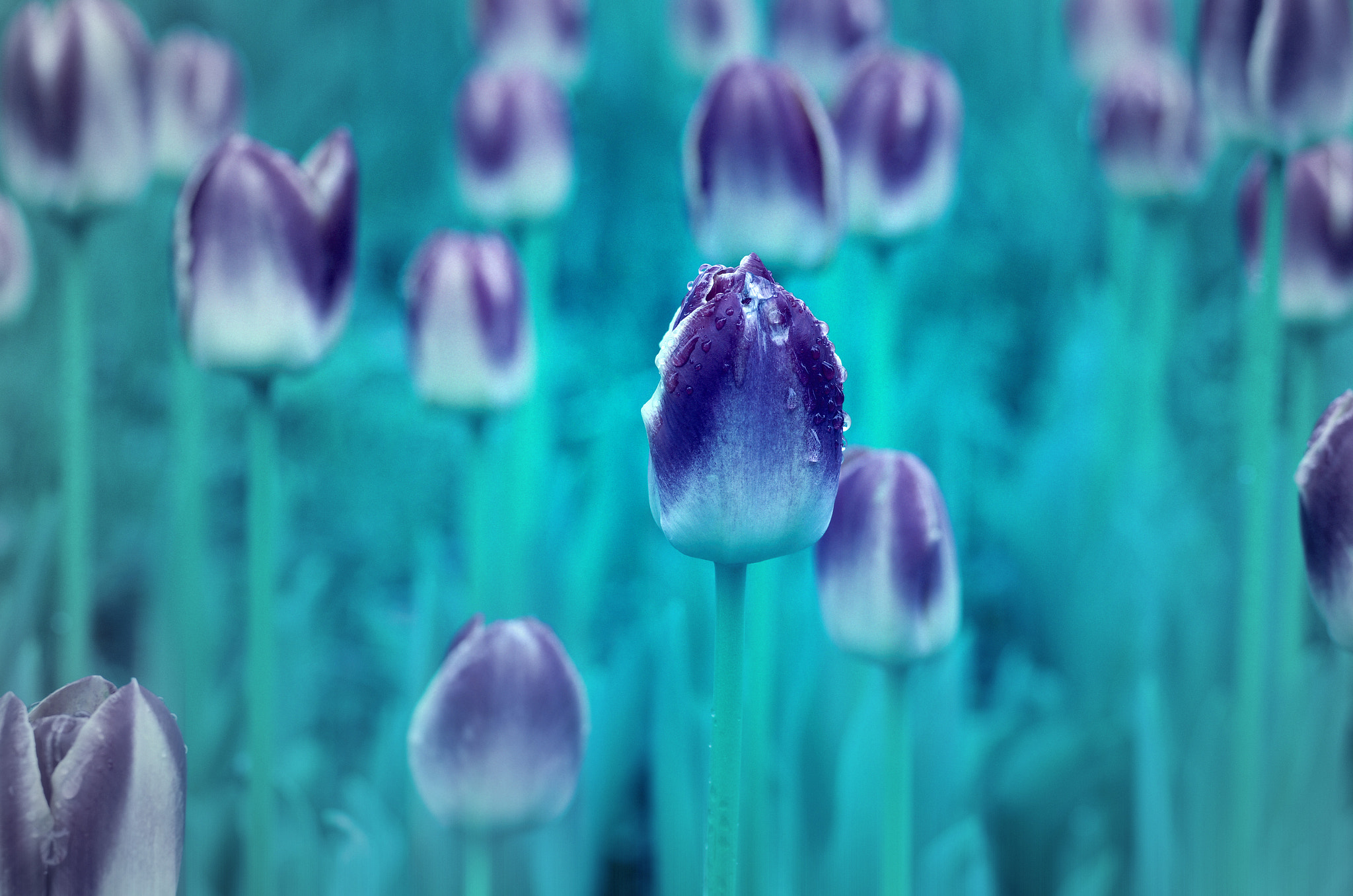 Tulip (4) -Japan-