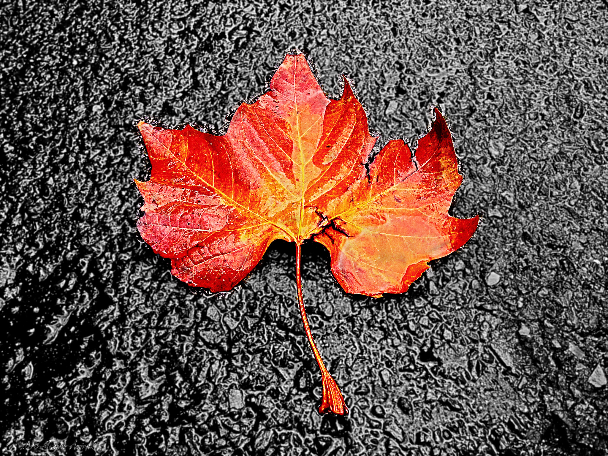 Maple Leaf