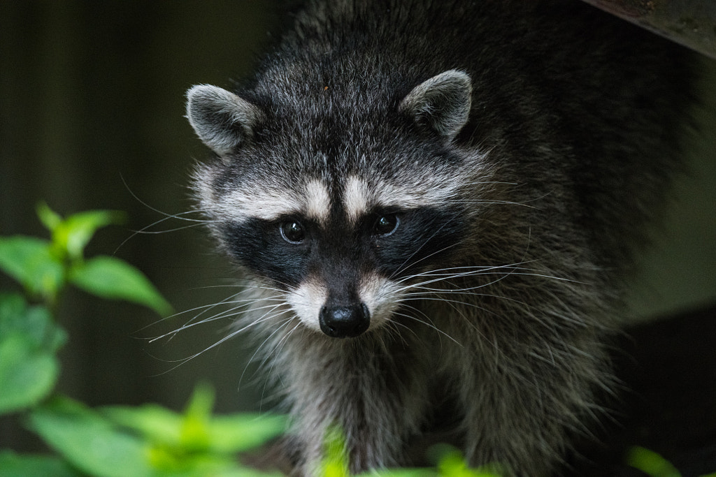 mom raccoon by Shawn Crowley / 500px