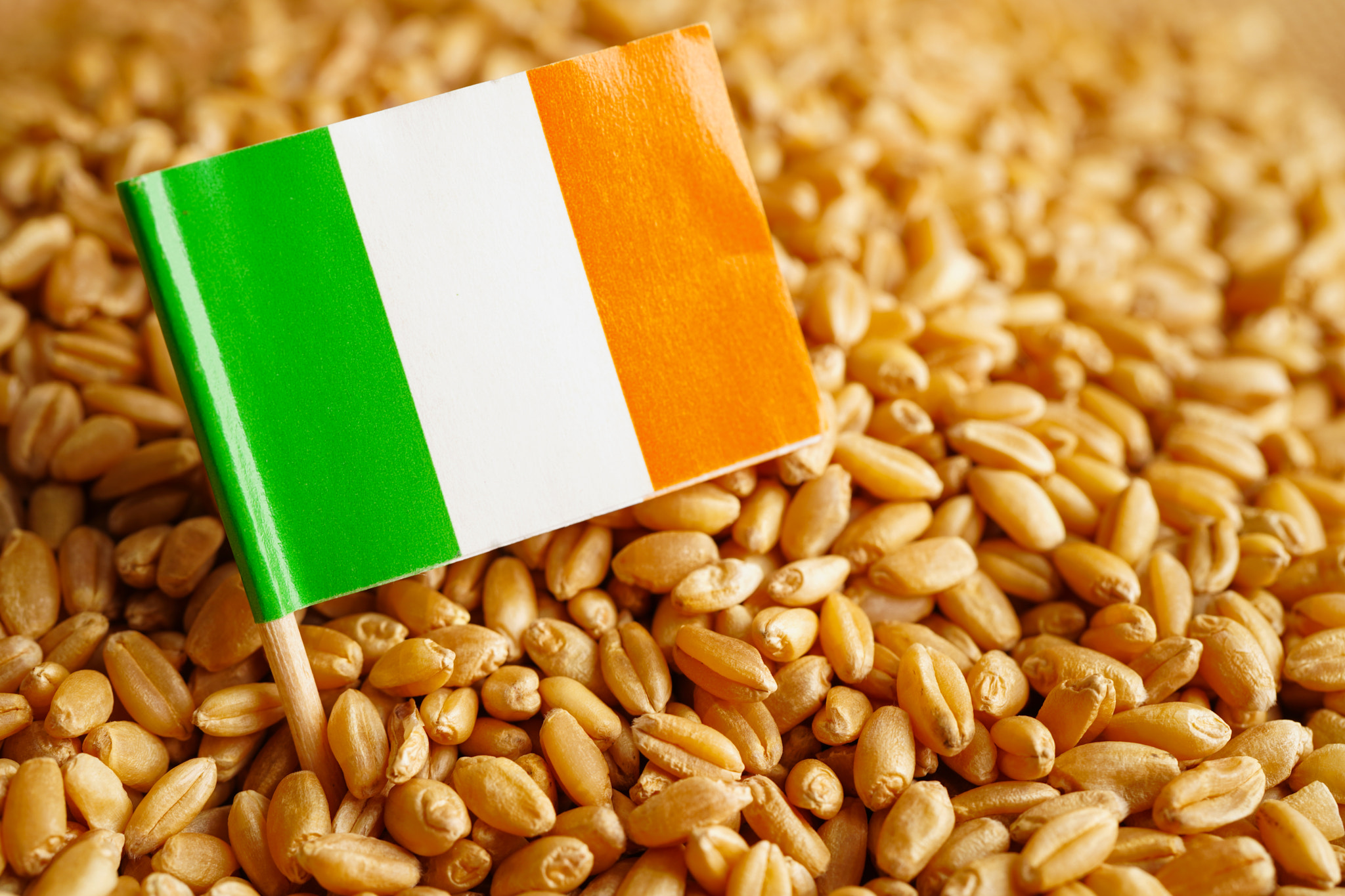 Lreland on grain wheat, trade export and economy concept.