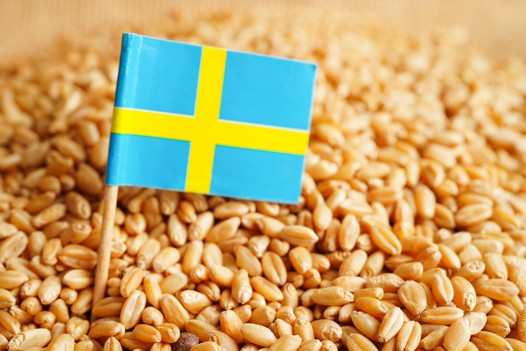 Sweden on grain wheat, trade export and economy concept.