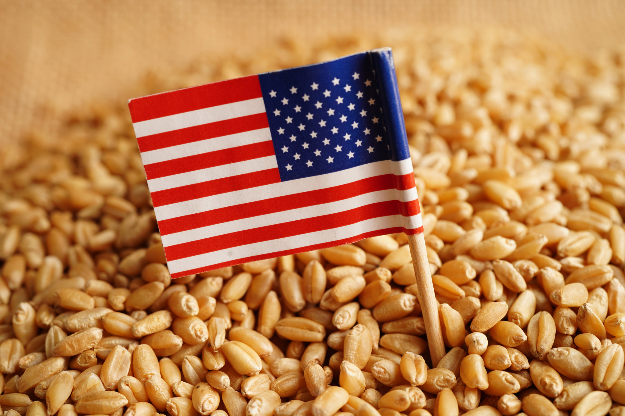 USA America on grain wheat, trade export and economy concept.