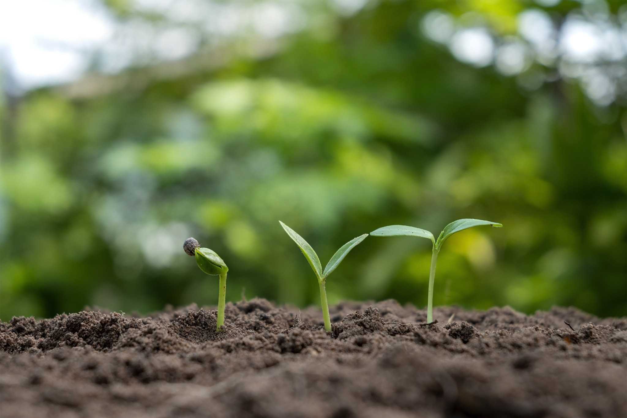 The growth and development of plants or trees growing from soil on green nature obscures the concept