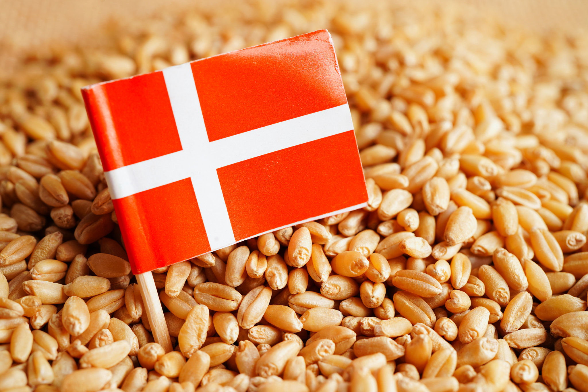 Denmark on grain wheat, trade export and economy concept.