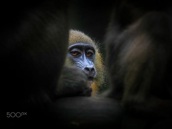 mandrill by Endra Agust on 500px.com