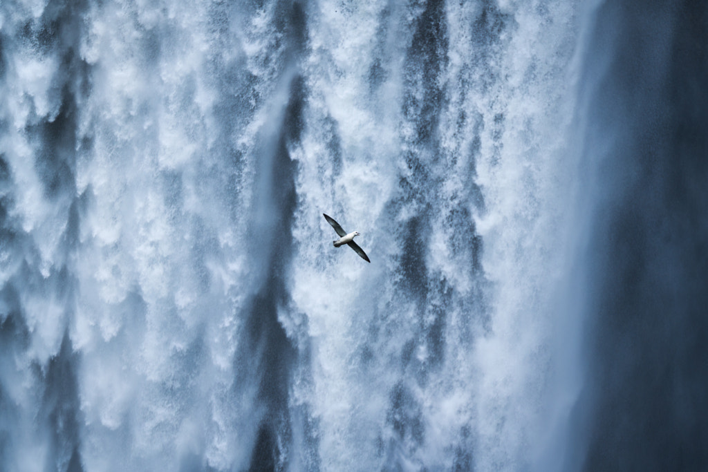 Seagull bird flying near Skogafoss waterfall by Thanayu Jongwattanasilkul on 500px.com