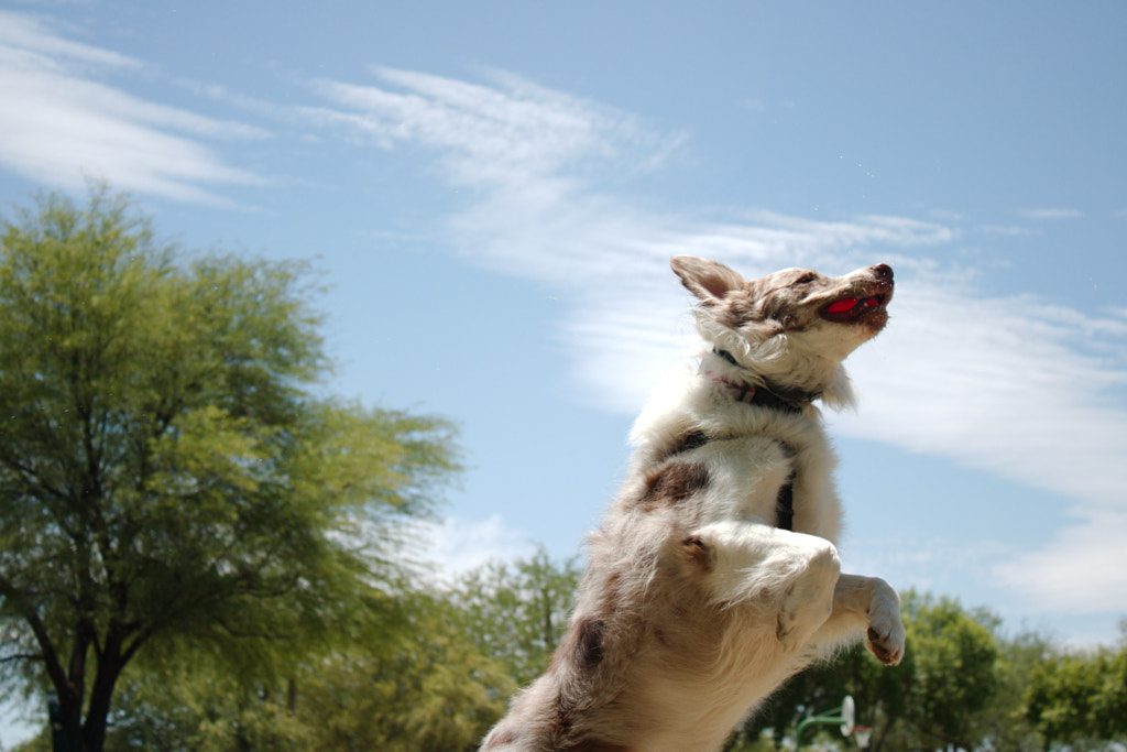 I'm Flying! by Photos By Brieanna on 500px.com