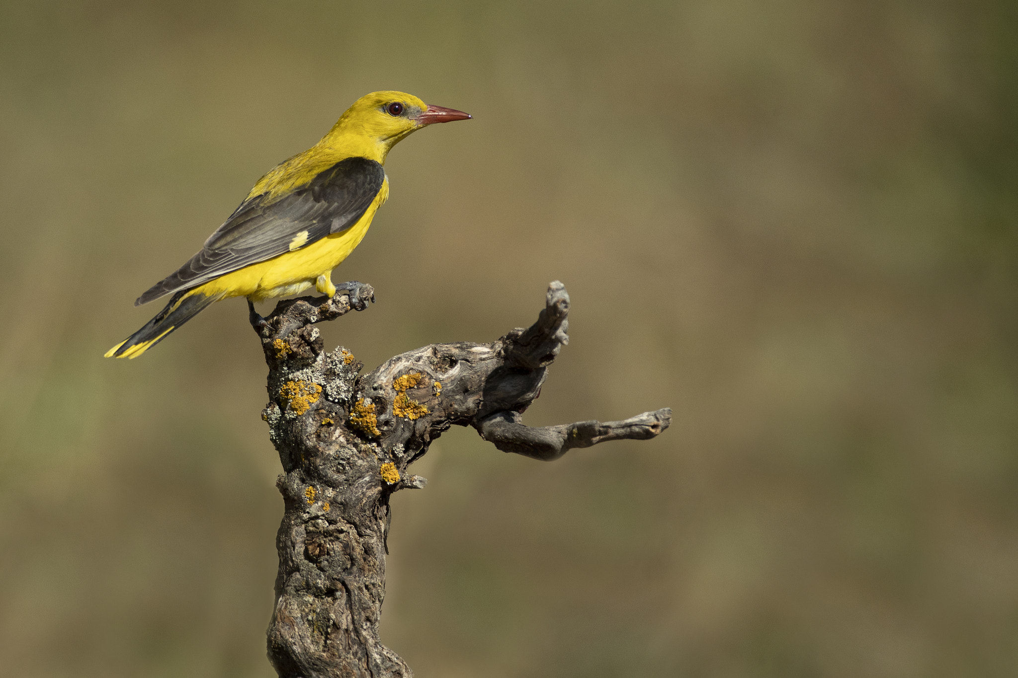 Golden oriole, Oriolus oriolus