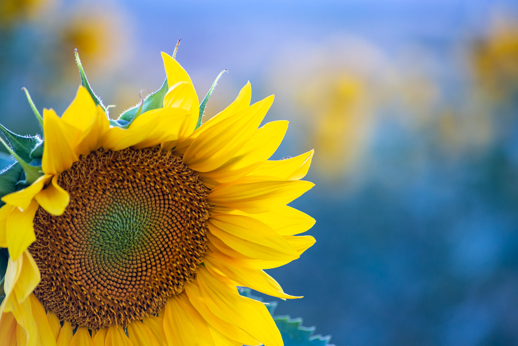 Girasol  by Miguel Angel Padilla Badia on 500px.com
