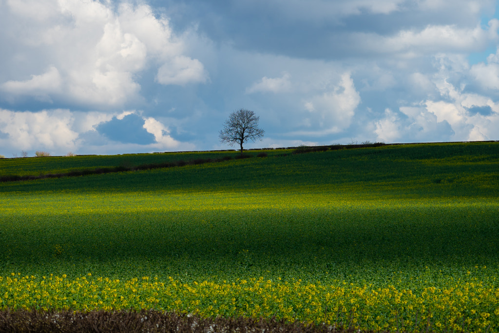 lone tree by Ben Smith Photography / 500px