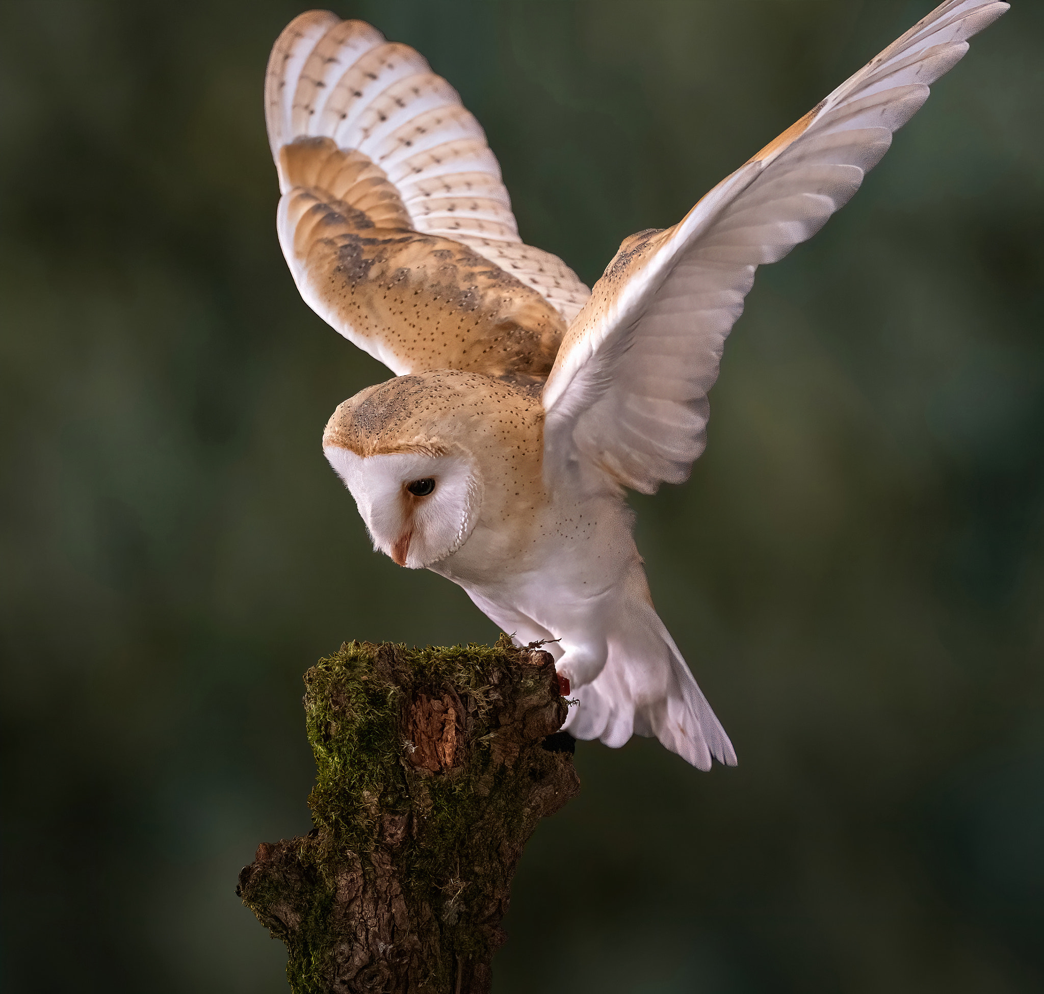 The Barn Owl By Phil Robson 500px 