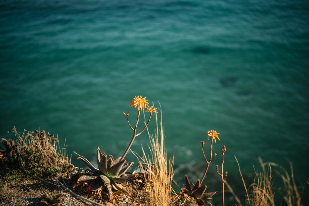 Close-up of flowering plant on land by Olha Dobosh on 500px.com