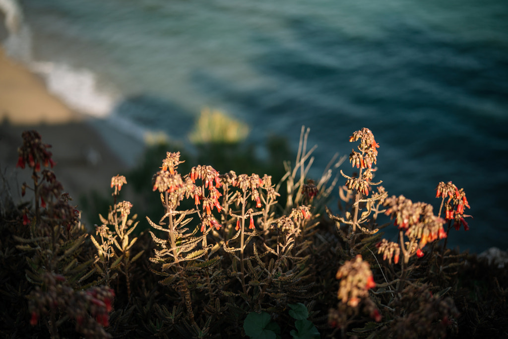Close-up of flowering plants by sea by Olha Dobosh on 500px.com