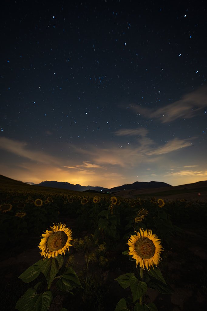 Girasoles Acinipo 2023 1 by E. de Juan on 500px.com