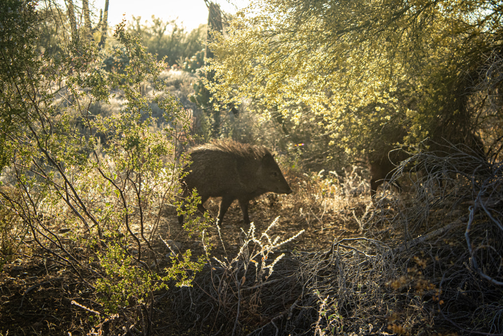 Happy Javelina by Photos By Brieanna on 500px.com