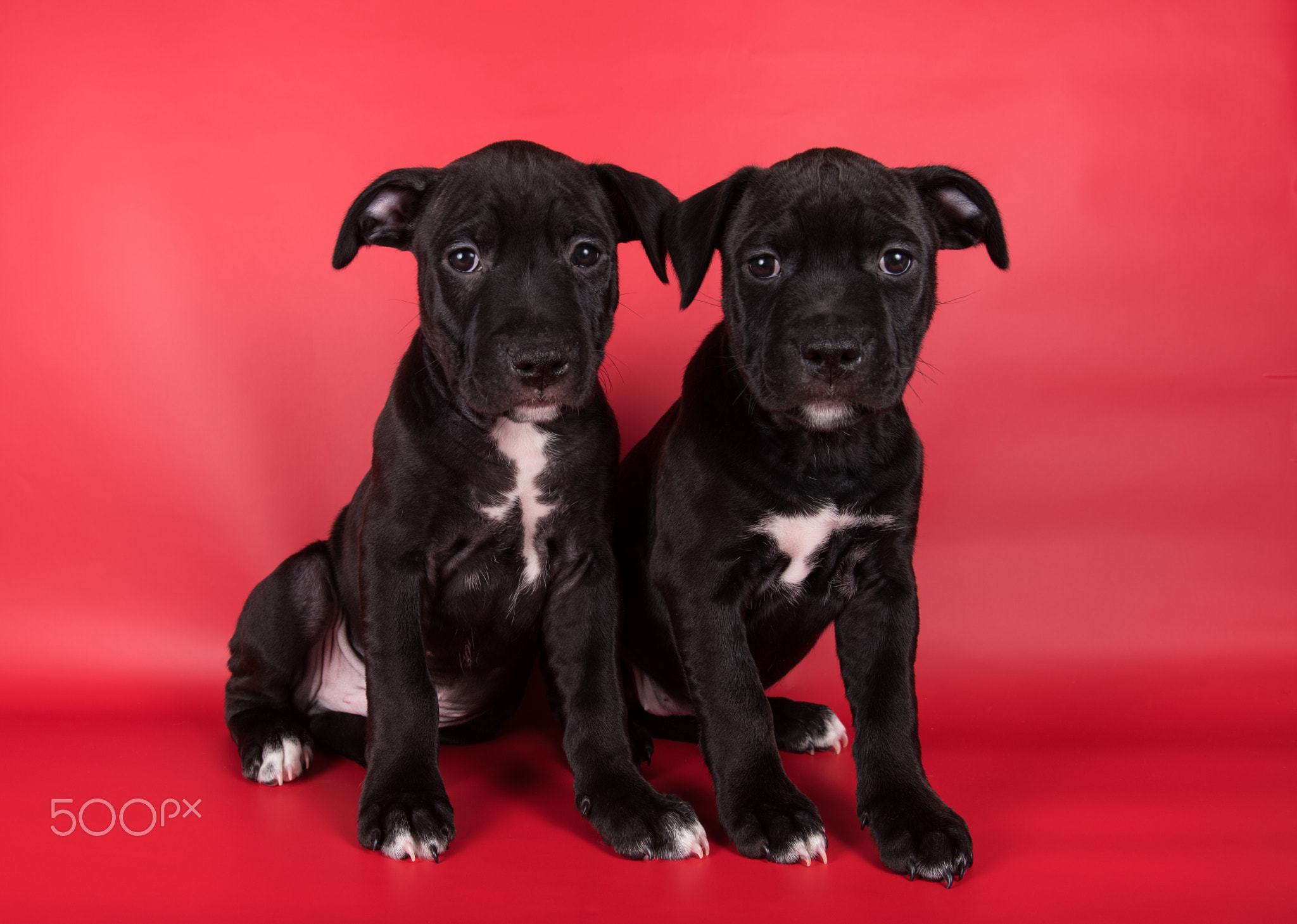 Black American Staffordshire Bull Terrier dogs or AmStaff puppies on red background