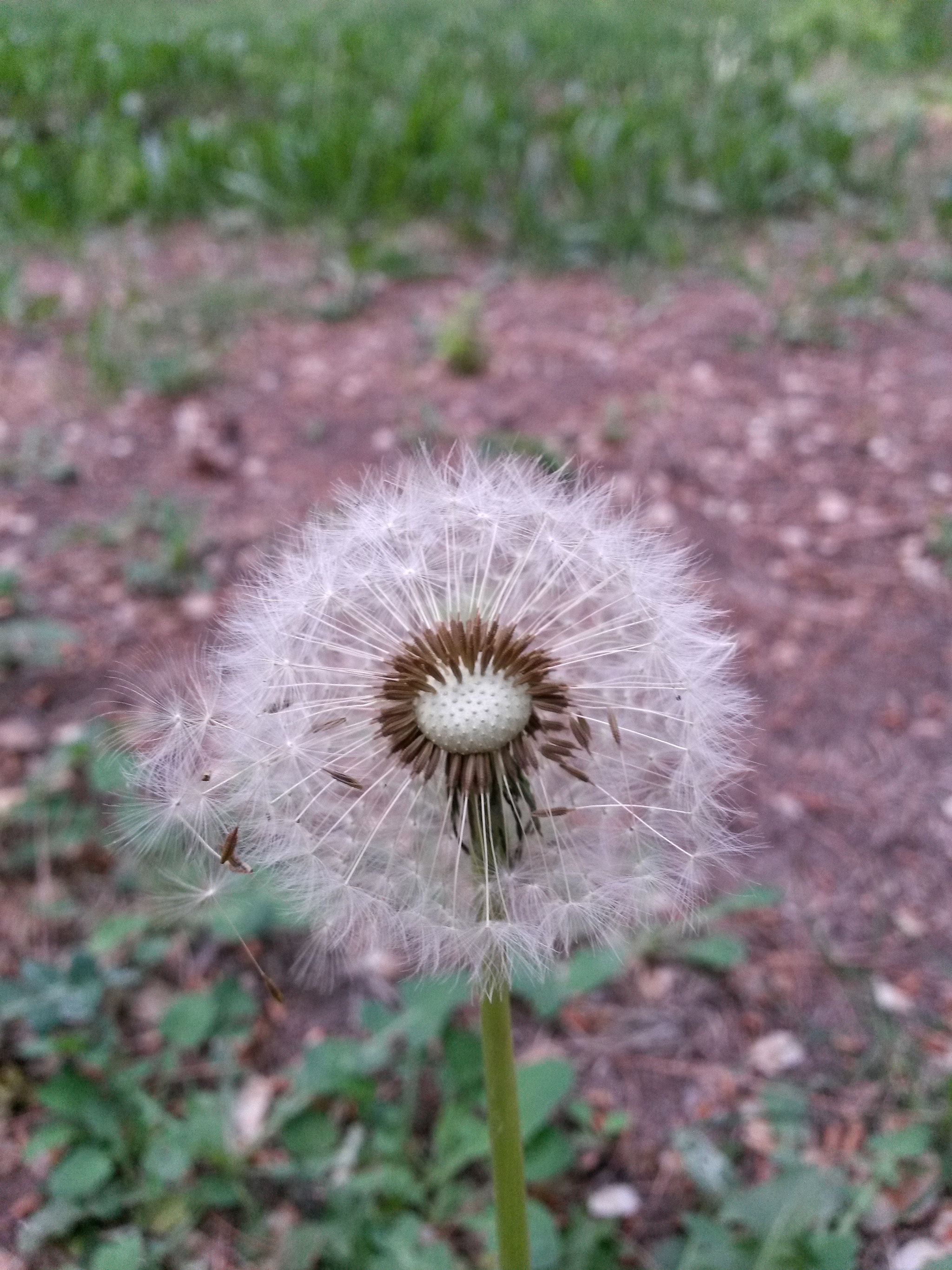 Tiny Dandelion Flowers in the Meadow