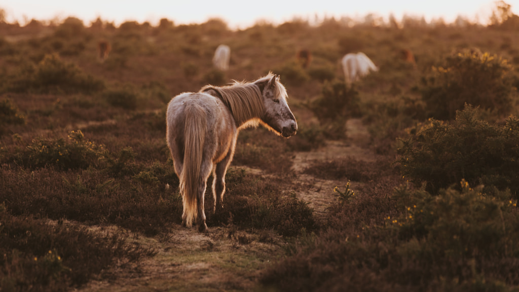 Wild horses by Tomasz on 500px.com