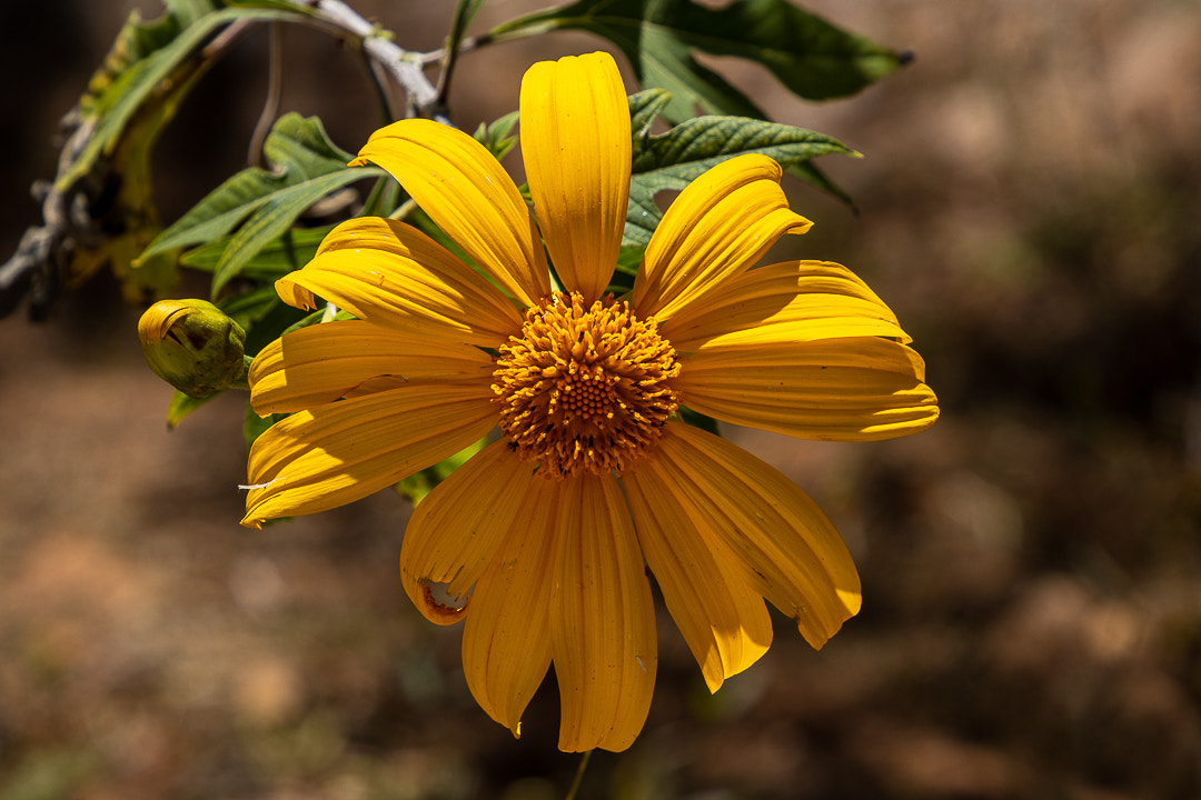 A day in San Bartolomé