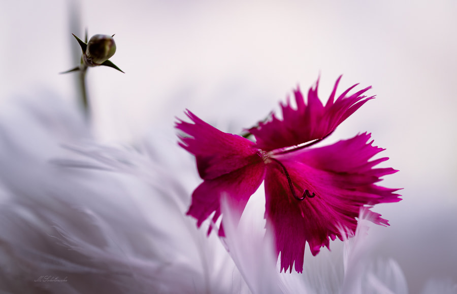 A drifting flower by Małgorzata Sokołowska / 500px