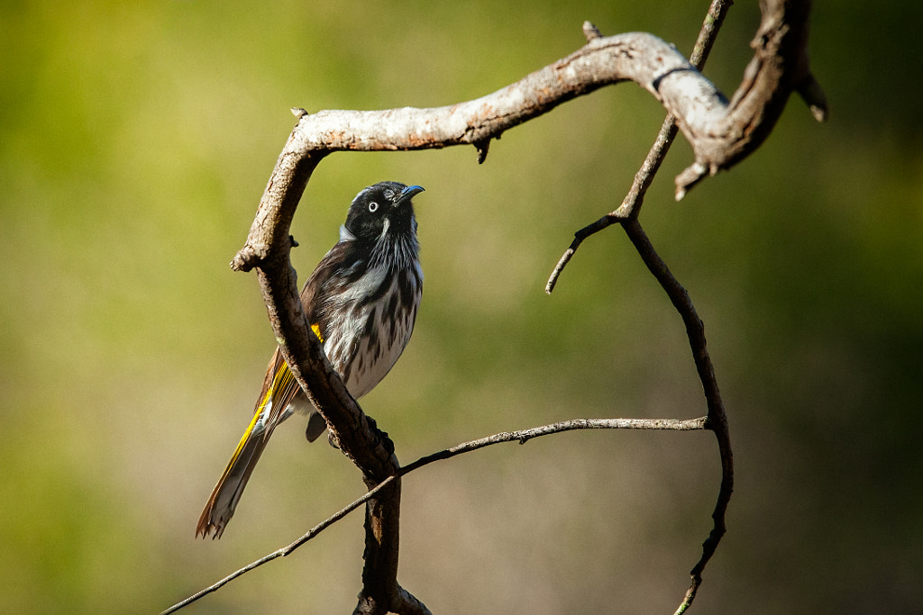 Bandiny by Paul Amyes on 500px.com