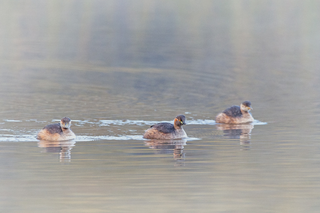 Ngoonan by Paul Amyes on 500px.com