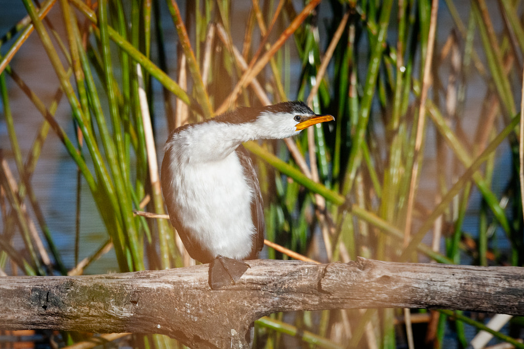 Kakak by Paul Amyes on 500px.com