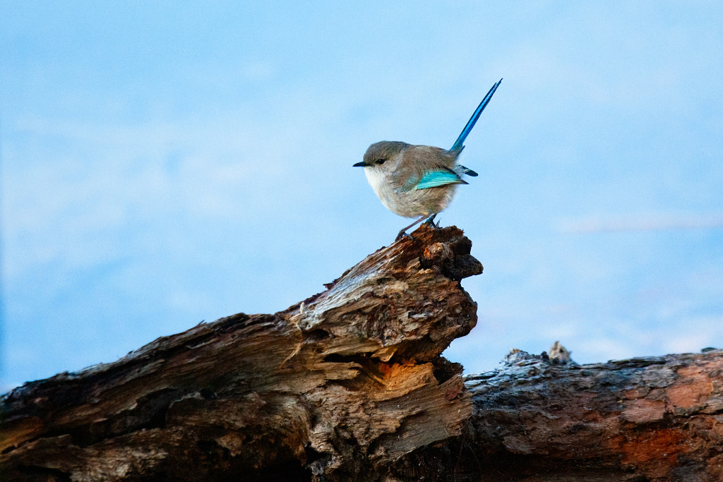 Djer-djer by Paul Amyes on 500px.com