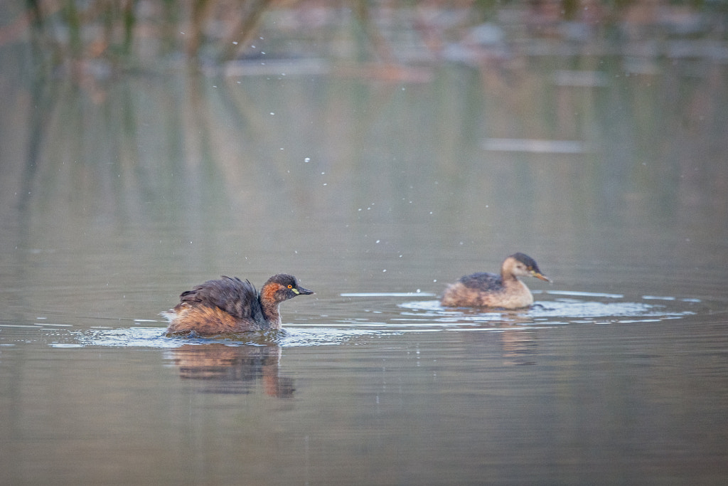 Ngoonan by Paul Amyes on 500px.com