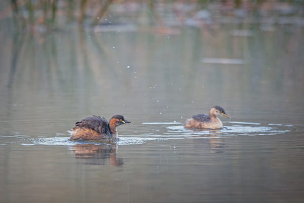 Ngoonan by Paul Amyes on 500px.com