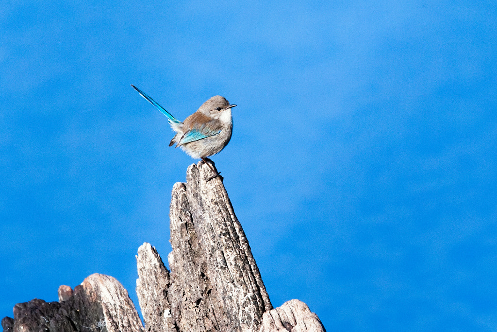 Djer-djer by Paul Amyes on 500px.com