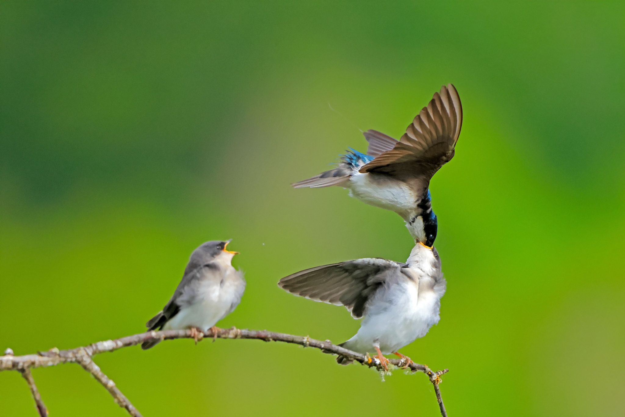 Feeding Time
