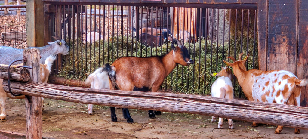 Lunchtime at the goat farm by Michael Bilyk / 500px