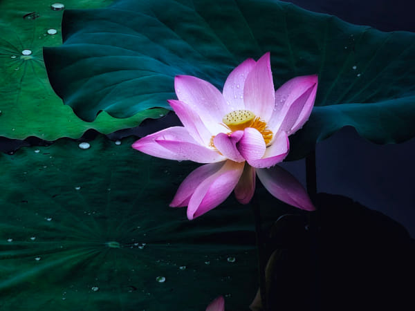 国家植物园-40-睡莲by 竹林居士| 500px