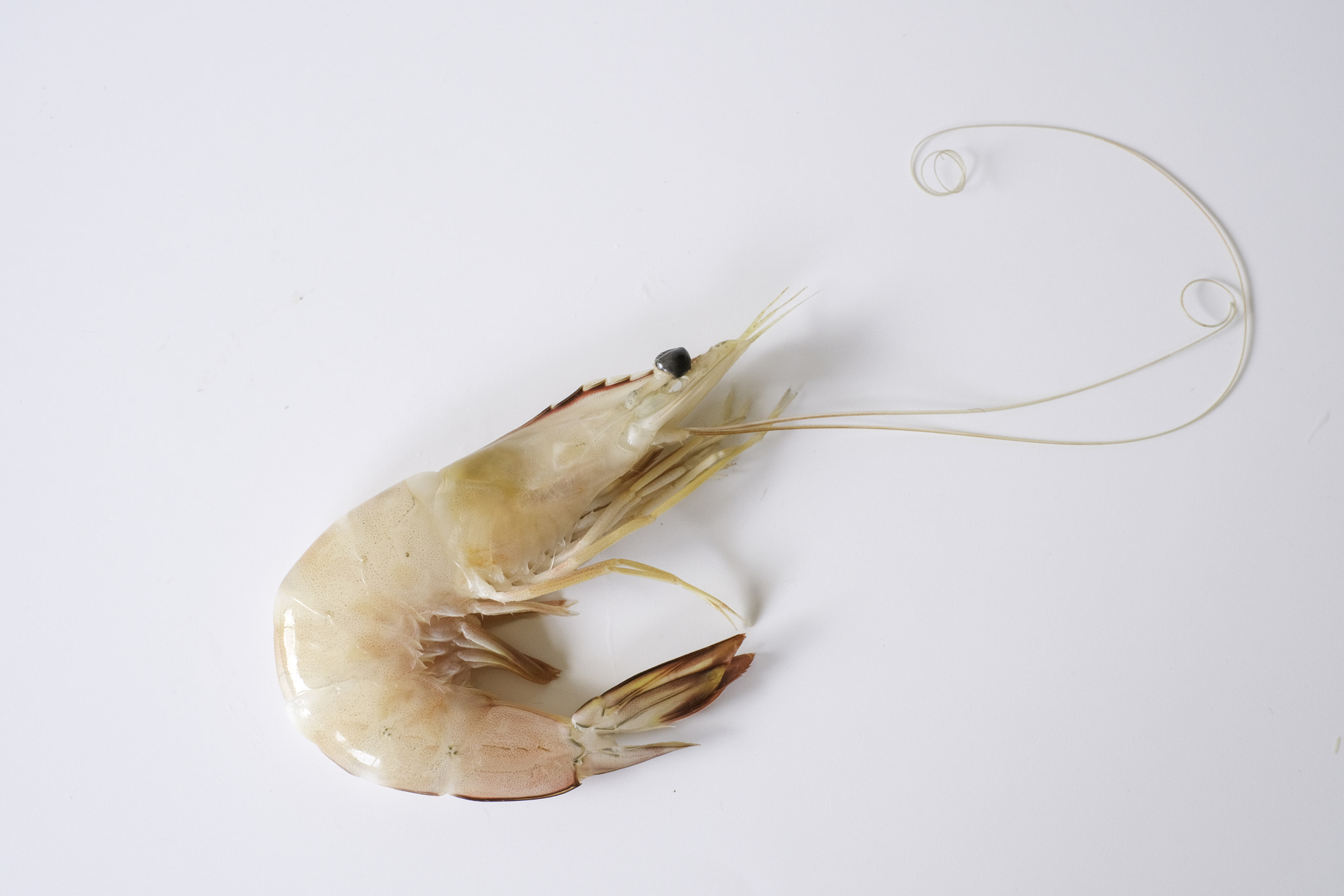 A whiteleg shrimp, Pacific white shrimp, King prawn, Penaeus vannamei isolated on white background.