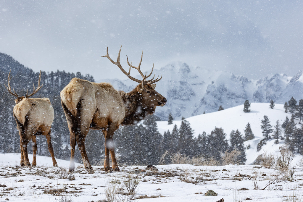 Two elk in the snow by David Goza on 500px.com