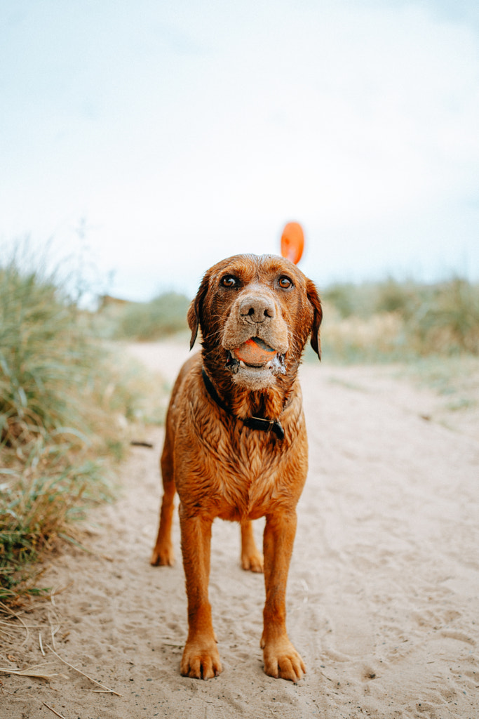 Sandy Labrador Retriever by Mike Linnane on 500px.com