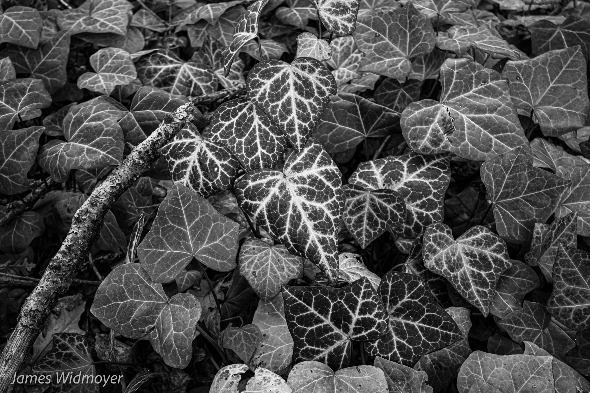 Leaf Patterns by James Widmoyer on 500px.com